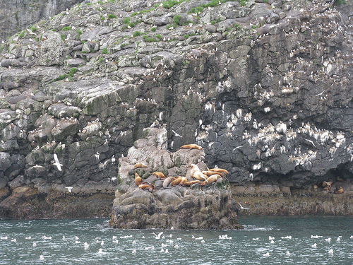 cliff diving