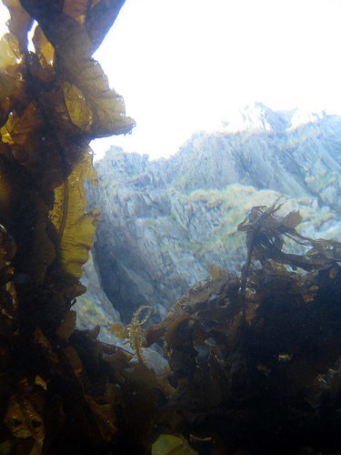cliff dive