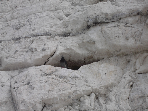 cliff diving
